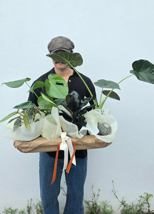 Macondo Garden