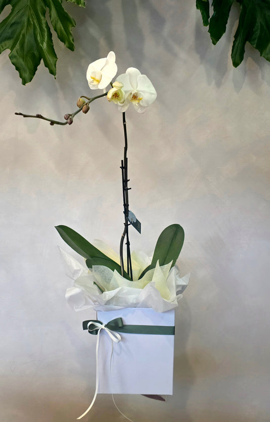 White Phalaenopsis Orchid